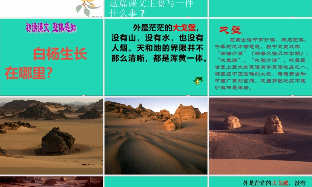 五年级语文下册 第一组 3《白杨》课件 新人教版-新人教版小学五年级下册语文课件