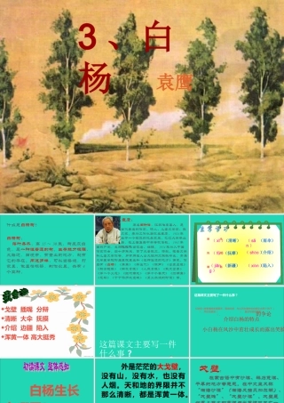 五年级语文下册 第一组 3《白杨》课件 新人教版-新人教版小学五年级下册语文课件
