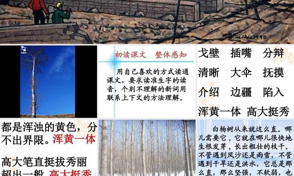 五年级语文下册 第一组 3《白杨》课堂教学课件2 新人教版-新人教版小学五年级下册语文课件