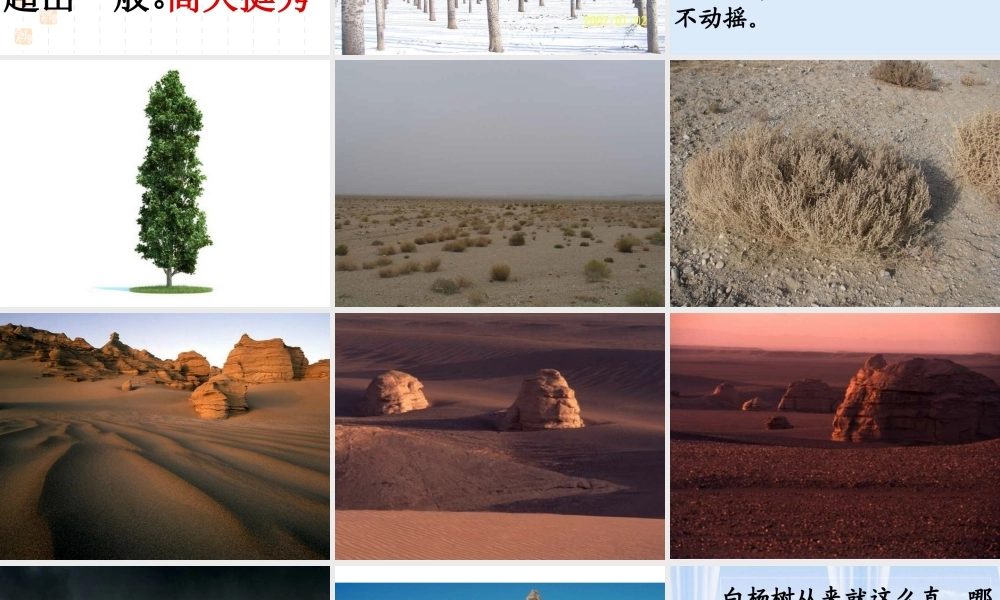 五年级语文下册 第一组 3《白杨》课堂教学课件2 新人教版-新人教版小学五年级下册语文课件