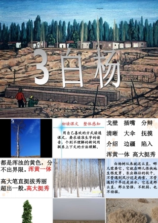 五年级语文下册 第一组 3《白杨》课堂教学课件2 新人教版-新人教版小学五年级下册语文课件