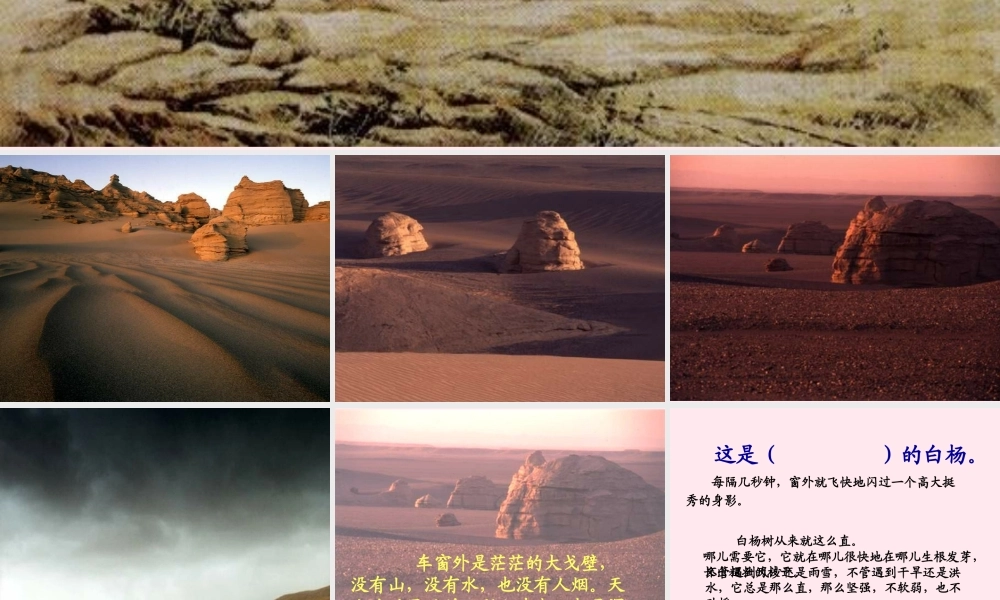 五年级语文下册 第一组 3《白杨》课堂教学课件3 新人教版-新人教版小学五年级下册语文课件