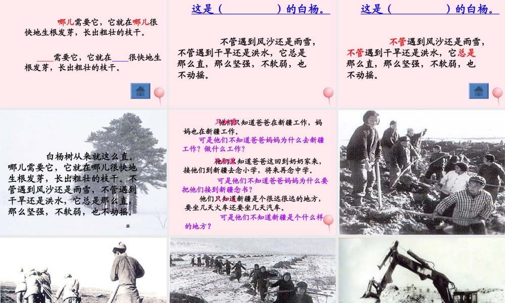 五年级语文下册 第一组 3《白杨》课堂教学课件3 新人教版-新人教版小学五年级下册语文课件