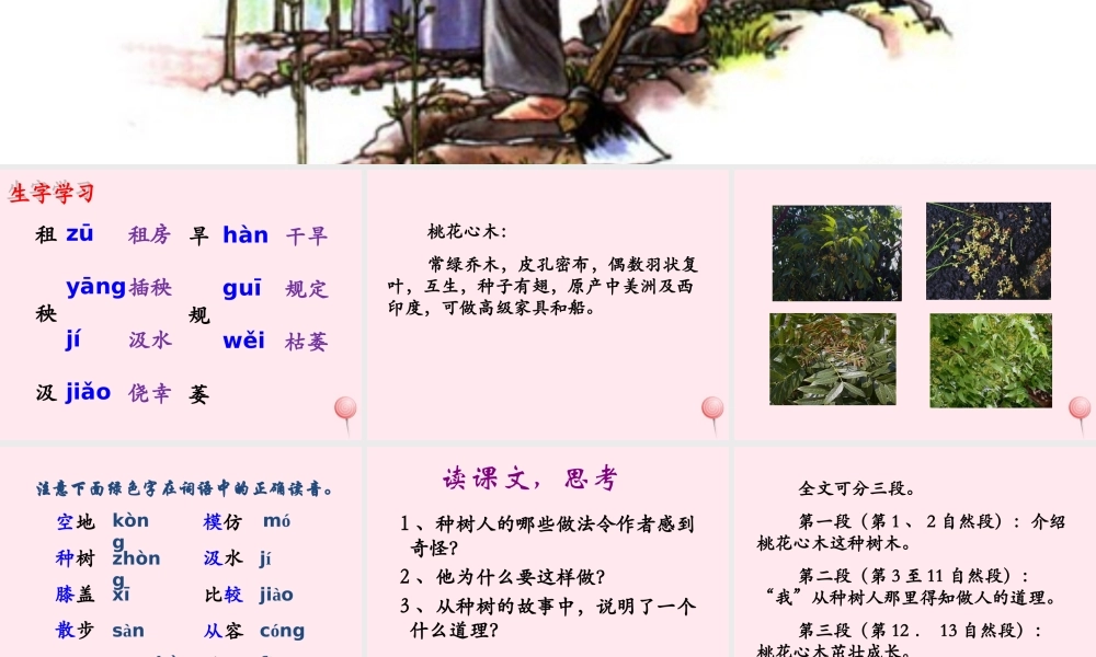 五年级语文下册《桃花心木》教学课件（简要参考） 教科版