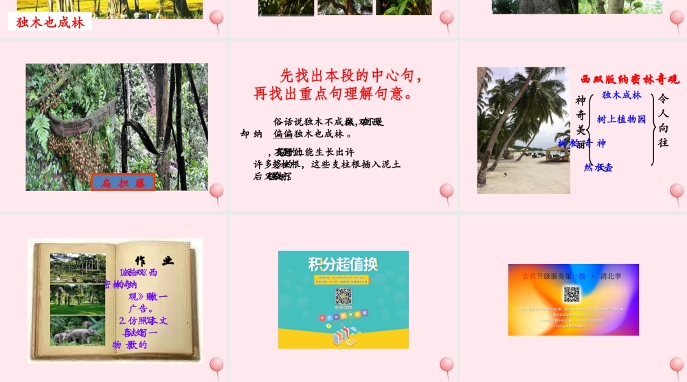五年级语文下册《西双版纳密林奇观》教学课件 教科版