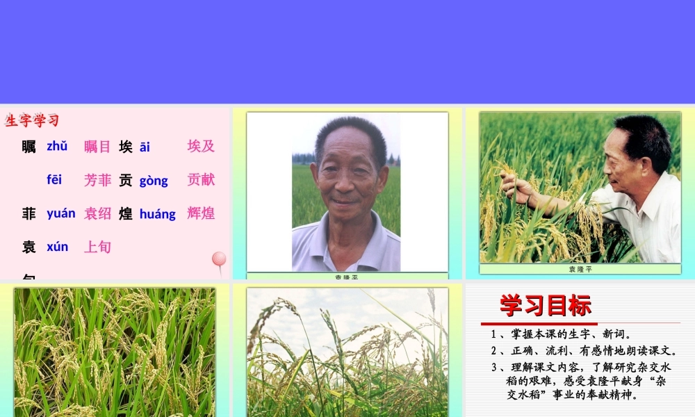 五年级语文下册《中国魔稻》教学课件 教科版