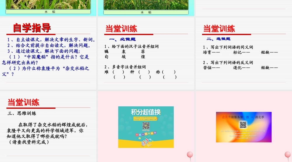 五年级语文下册《中国魔稻》教学课件 教科版