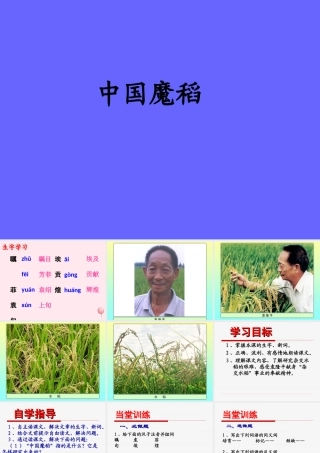 五年级语文下册《中国魔稻》教学课件 教科版