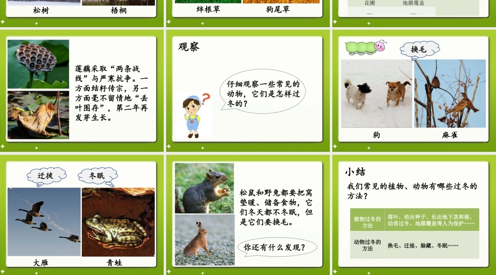 六年级科学上册 第动植物是怎样过冬的课件2 鄂教版-鄂教级上册自然科学课件