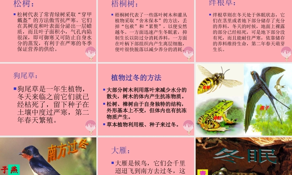 六年级科学上册 第动植物是怎样过冬的课件3 鄂教版-鄂教级上册自然科学课件