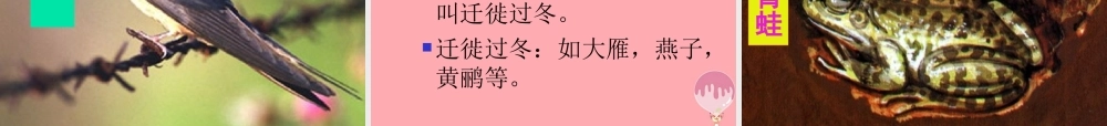 六年级科学上册 第动植物是怎样过冬的课件3 鄂教版-鄂教级上册自然科学课件