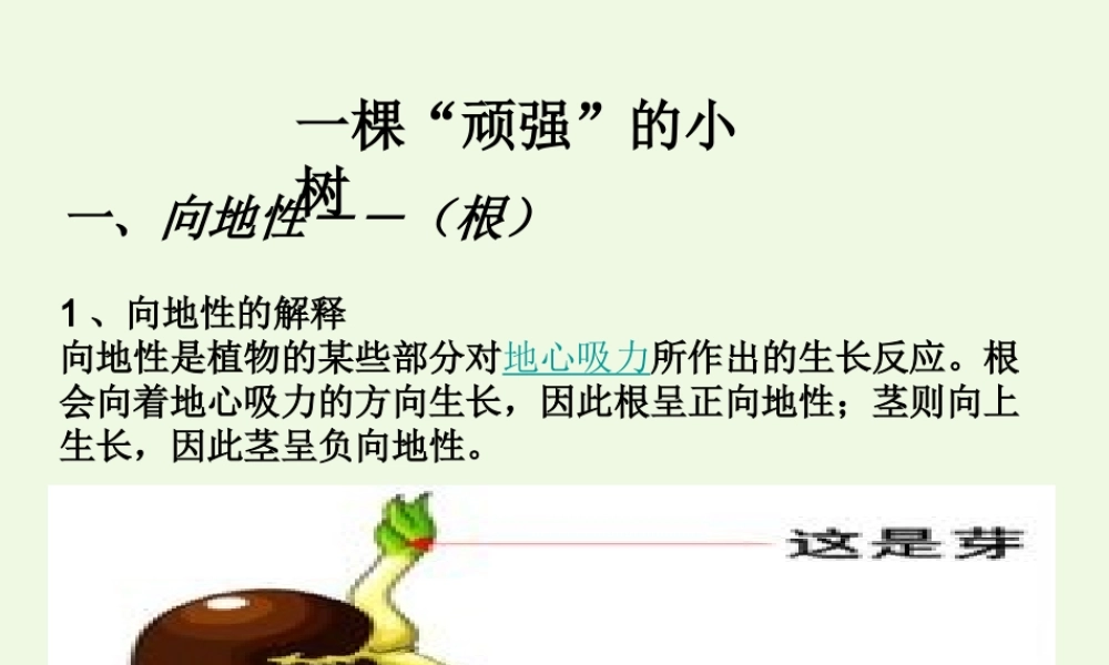 六年级科学上册 1.1 一棵顽强的小树课件1 湘教版-湘教版小学六年级上册自然科学课件