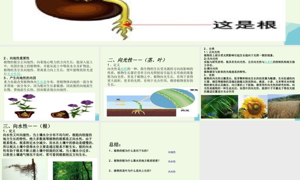 六年级科学上册 1.1 一棵顽强的小树课件1 湘教版-湘教版小学六年级上册自然科学课件