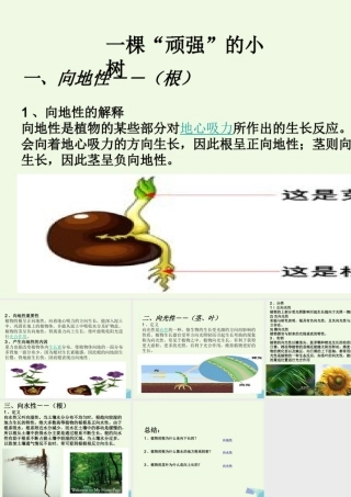 六年级科学上册 1.1 一棵顽强的小树课件1 湘教版-湘教版小学六年级上册自然科学课件