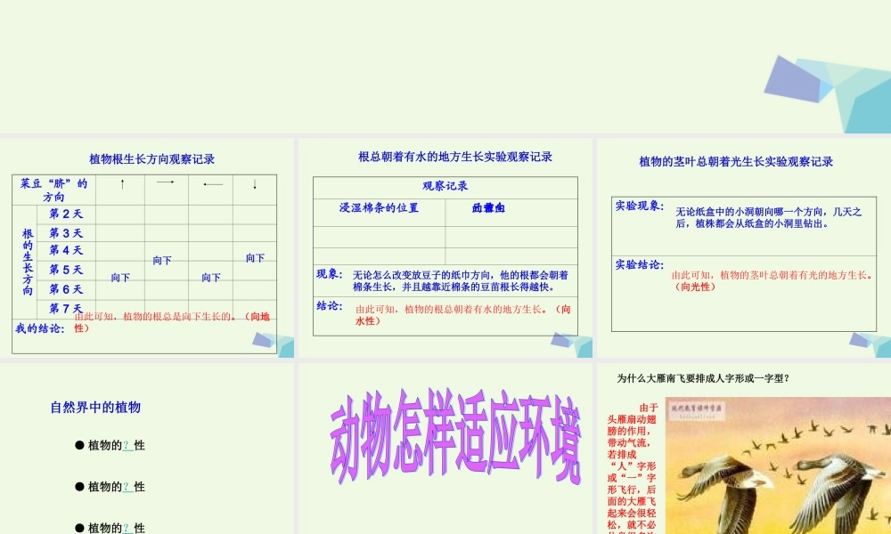 六年级科学上册 1.1 一棵顽强的小树课件2 湘教版-湘教版小学六年级上册自然科学课件