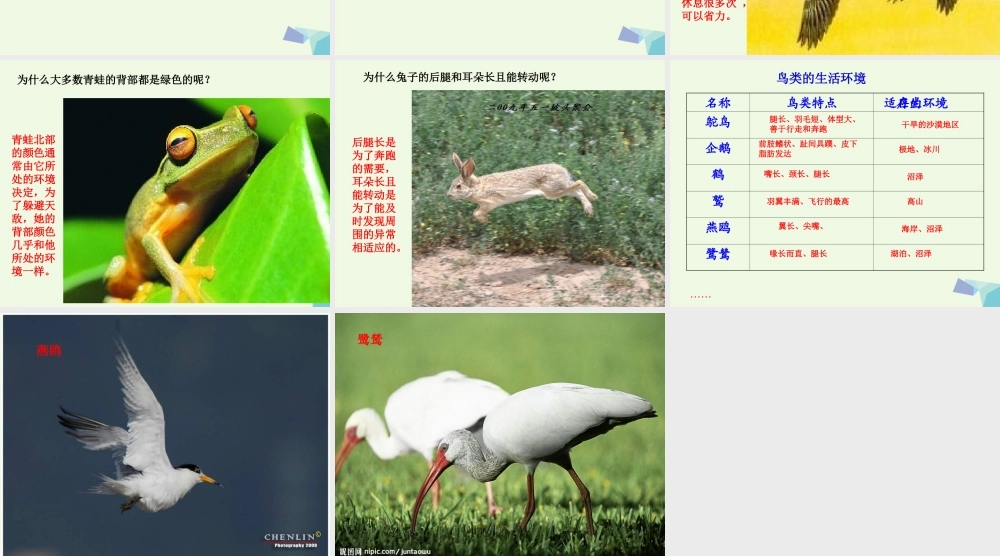 六年级科学上册 1.1 一棵顽强的小树课件2 湘教版-湘教版小学六年级上册自然科学课件