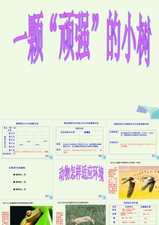 六年级科学上册 1.1 一棵顽强的小树课件2 湘教版-湘教版小学六年级上册自然科学课件