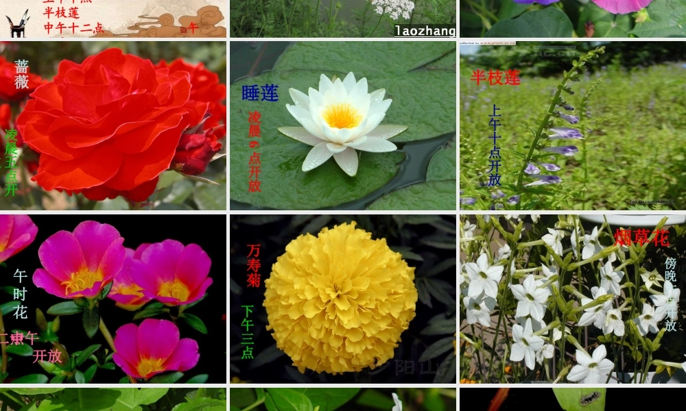 六年级科学上册 第二单元一天中的动植物 (1)课件 鄂教版