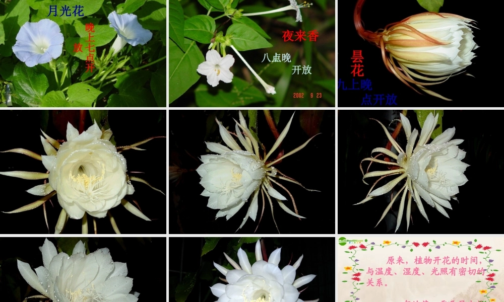 六年级科学上册 第二单元一天中的动植物 (1)课件 鄂教版