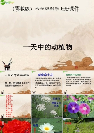 六年级科学上册 第二单元一天中的动植物 (1)课件 鄂教版