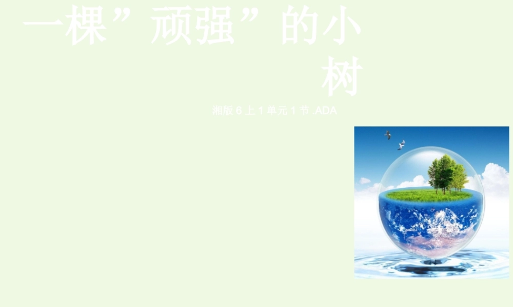 六年级科学上册 1.1 一棵顽强的小树课件3 湘教版-湘教版小学六年级上册自然科学课件