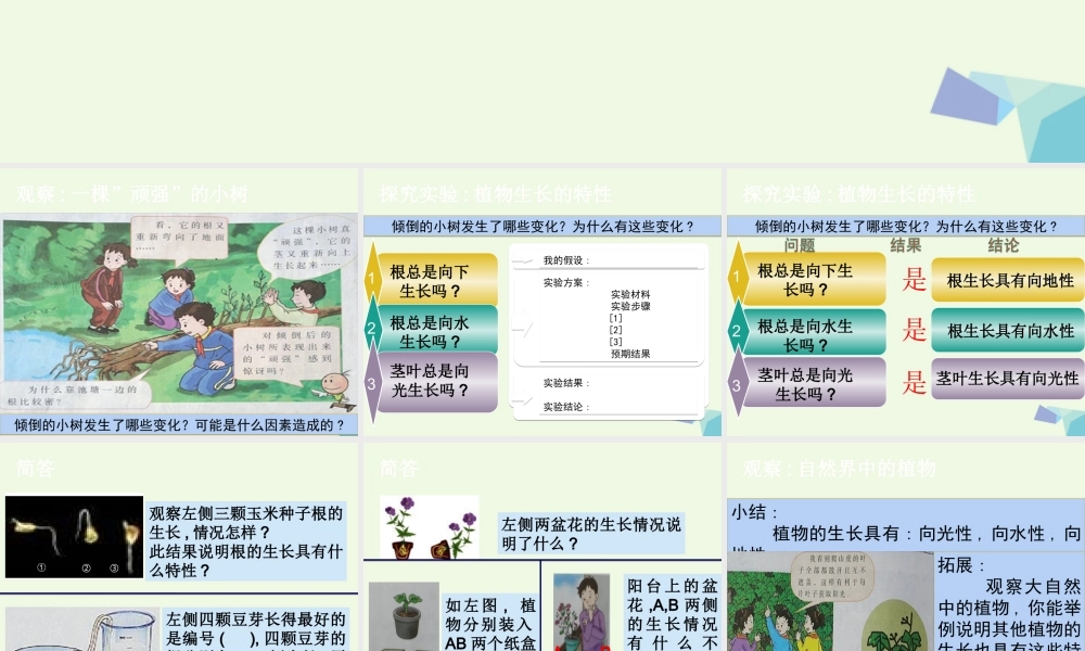 六年级科学上册 1.1 一棵顽强的小树课件3 湘教版-湘教版小学六年级上册自然科学课件