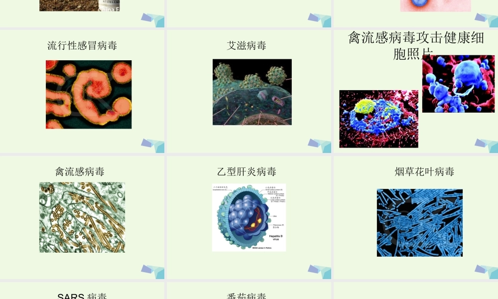 六年级科学上册 病毒课件1 青岛版-青岛版小学六年级上册自然科学课件