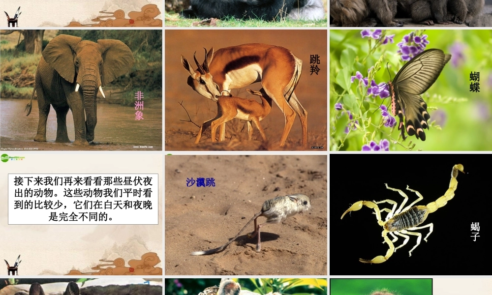 六年级科学上册 第二单元一天中的动植物课件 鄂教版