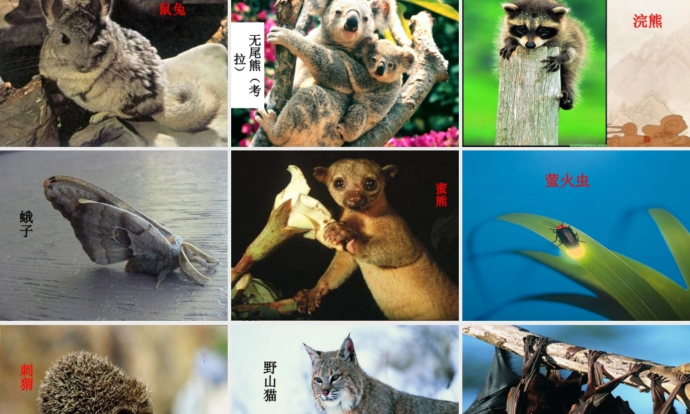 六年级科学上册 第二单元一天中的动植物课件 鄂教版