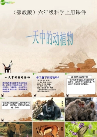 六年级科学上册 第二单元一天中的动植物课件 鄂教版