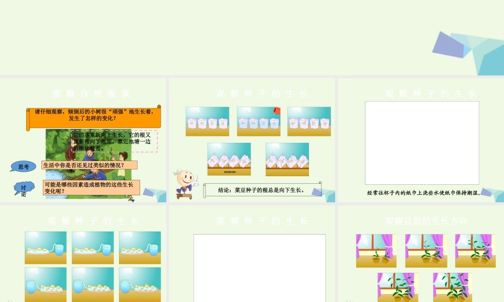 六年级科学上册 1.1 一棵顽强的小树课件4 湘教版-湘教版小学六年级上册自然科学课件