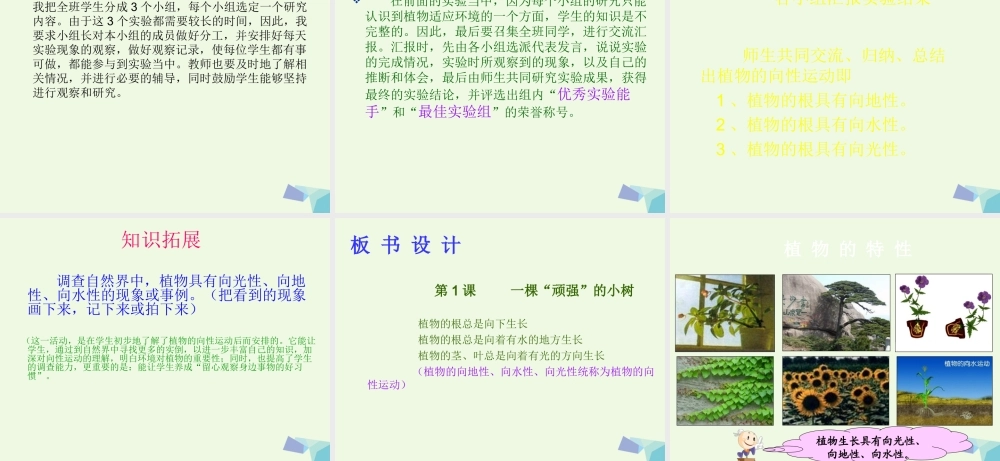 六年级科学上册 1.1 一棵顽强的小树课件4 湘教版-湘教版小学六年级上册自然科学课件