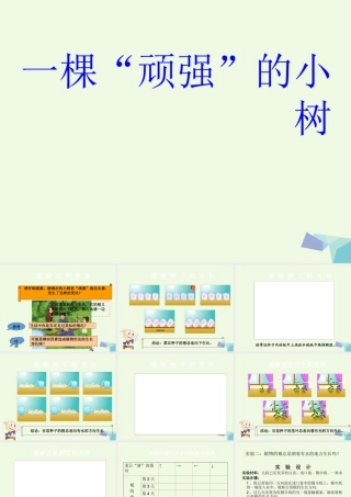 六年级科学上册 1.1 一棵顽强的小树课件4 湘教版-湘教版小学六年级上册自然科学课件