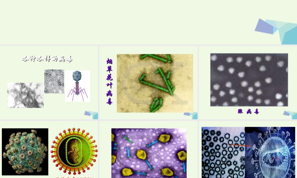 六年级科学上册 病毒课件4 青岛版-青岛版小学六年级上册自然科学课件
