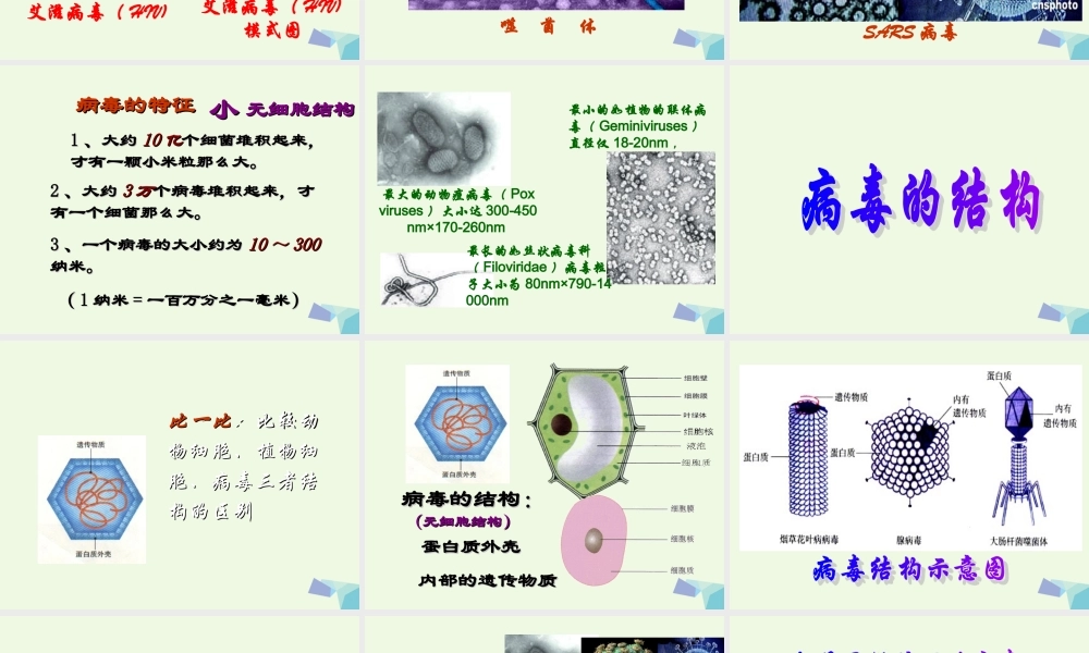 六年级科学上册 病毒课件4 青岛版-青岛版小学六年级上册自然科学课件