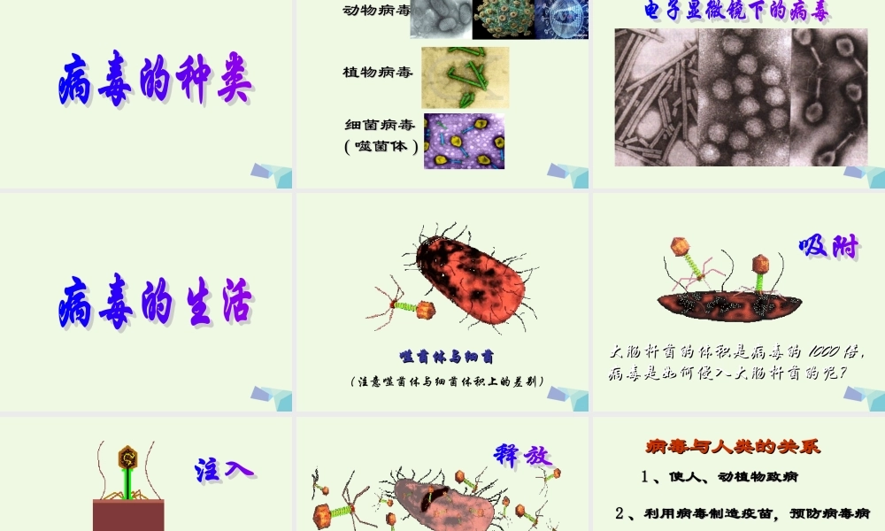 六年级科学上册 病毒课件4 青岛版-青岛版小学六年级上册自然科学课件