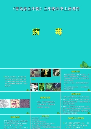 六年级科学上册 病毒课件5 青岛版-青岛版小学六年级上册自然科学课件