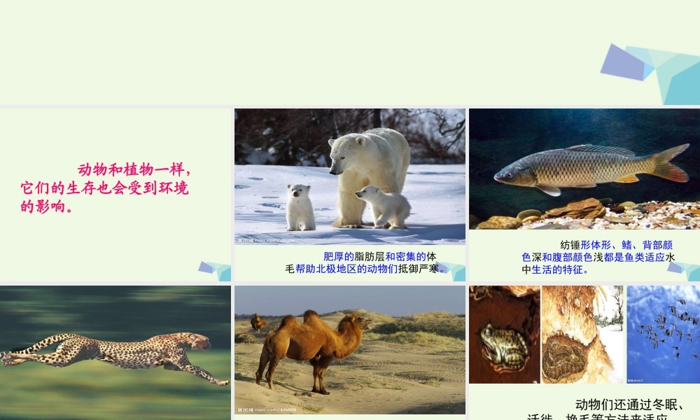 六年级科学上册 1.2 从南橘北枳说起课件4 湘教版-湘教版小学六年级上册自然科学课件