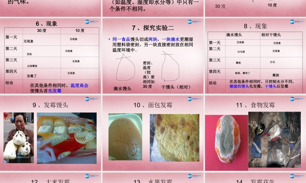 六年级科学上册 第1单元 3 馒头发霉了课件2 青岛版