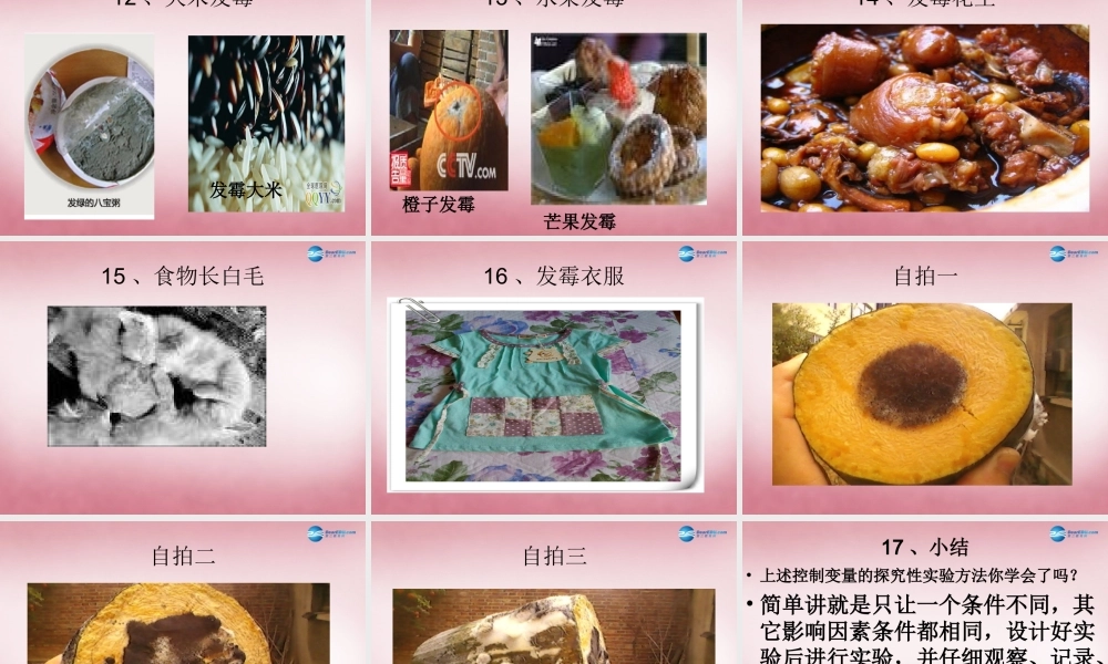 六年级科学上册 第1单元 3 馒头发霉了课件2 青岛版