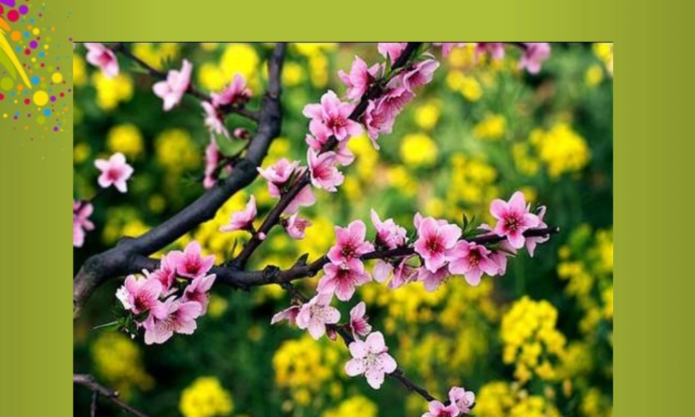 六年级科学下册《来自大自然的信息》课件1 青岛版