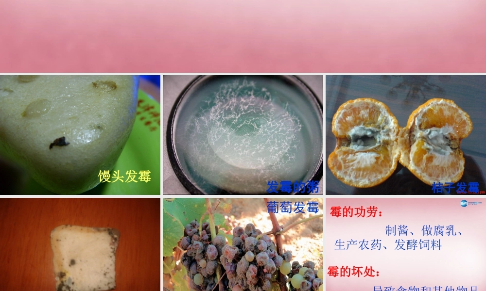 六年级科学上册 第1单元 3 馒头发霉了课件3 青岛版