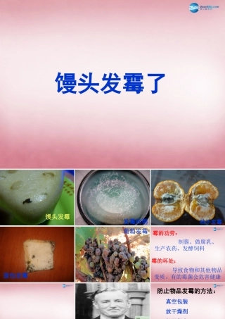 六年级科学上册 第1单元 3 馒头发霉了课件3 青岛版