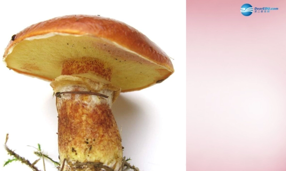 六年级科学上册 第1单元 4 食用菌课件1 青岛版