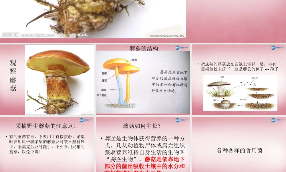 六年级科学上册 第1单元 4 食用菌课件1 青岛版