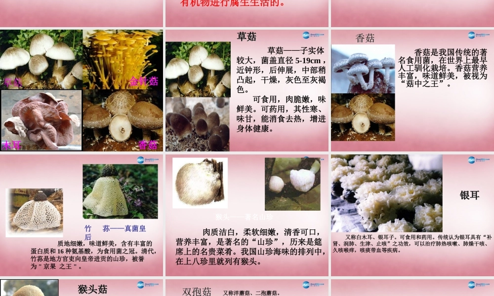 六年级科学上册 第1单元 4 食用菌课件1 青岛版