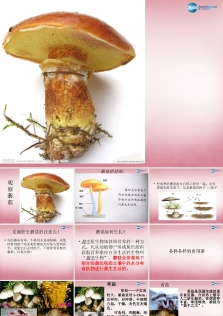 六年级科学上册 第1单元 4 食用菌课件1 青岛版