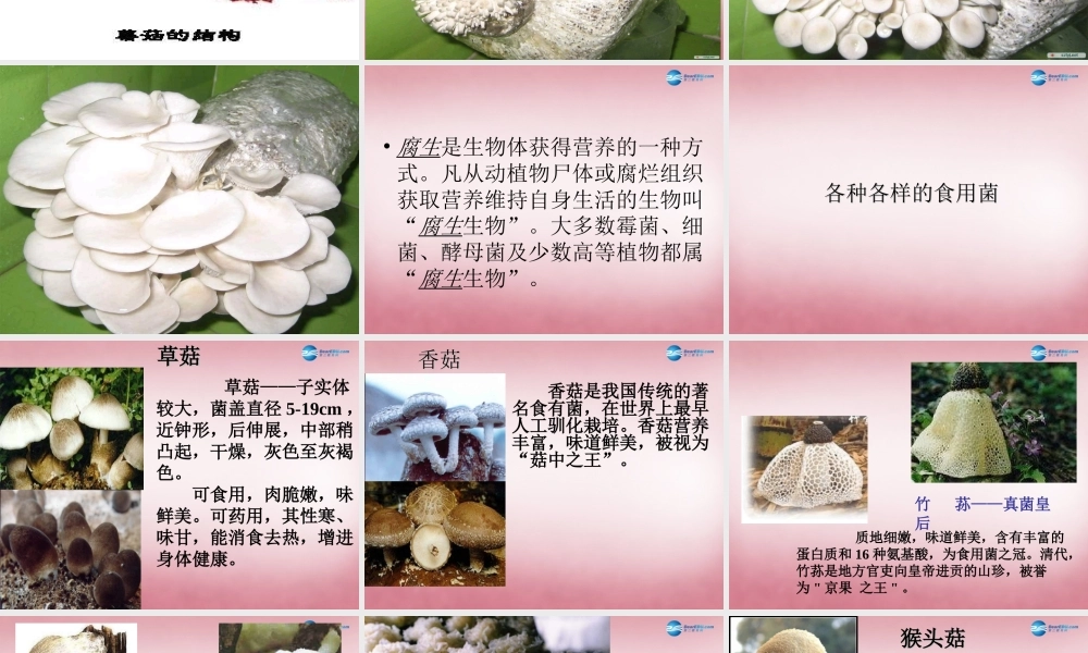 六年级科学上册 第1单元 4 食用菌课件2 青岛版