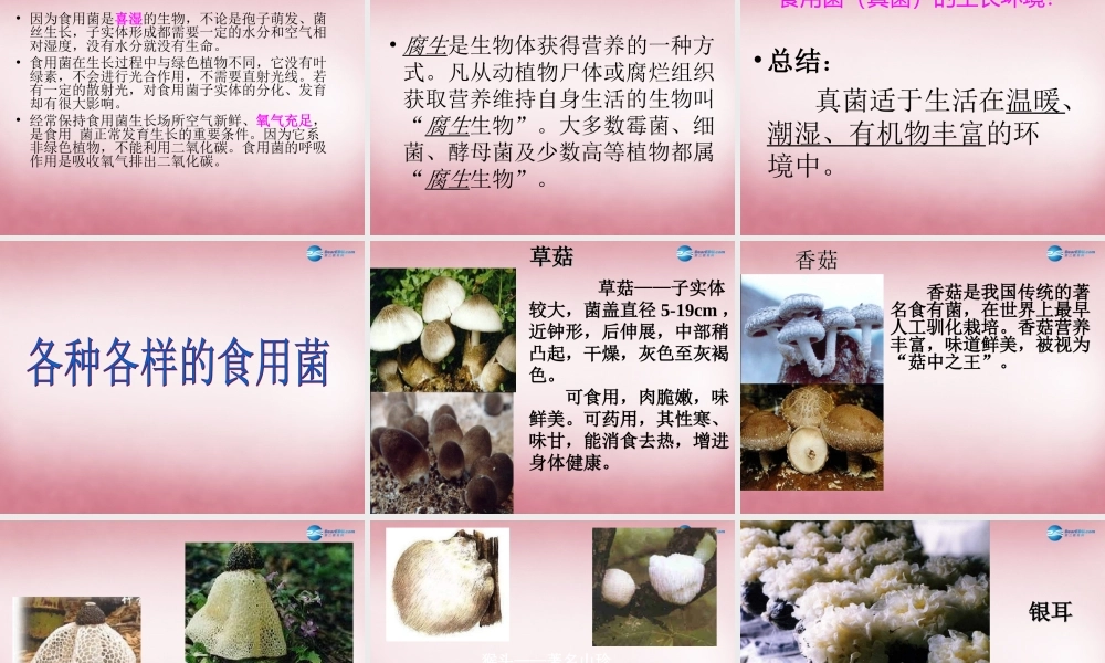 六年级科学上册 第1单元 4 食用菌课件4 青岛版