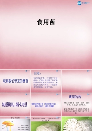 六年级科学上册 第1单元 4 食用菌课件4 青岛版